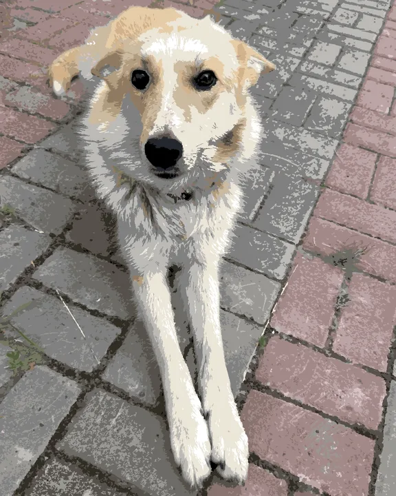 The same dog as a finished paint-by-numbers picture