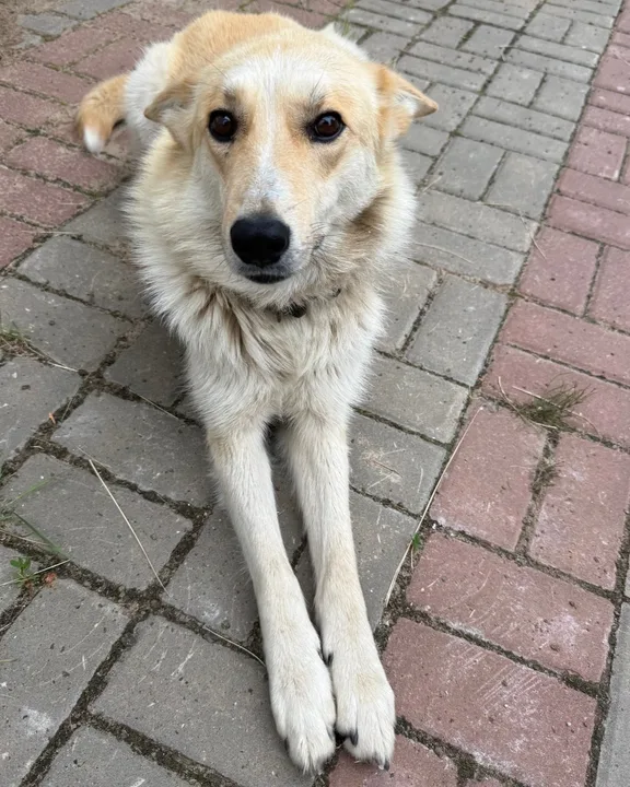 Photo of a dog on a cobblestone street