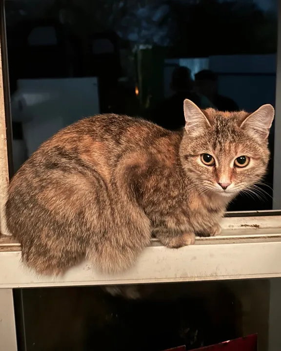 Photo of a cat by a window