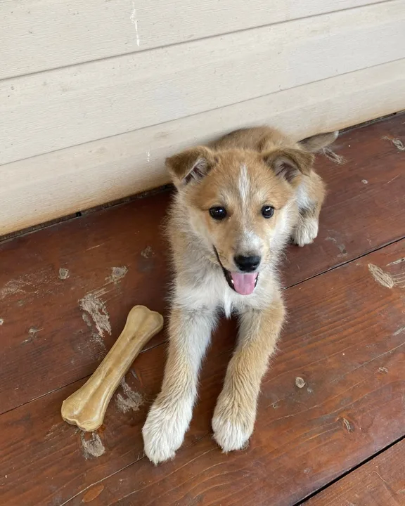 Photo of a puppy with a bone