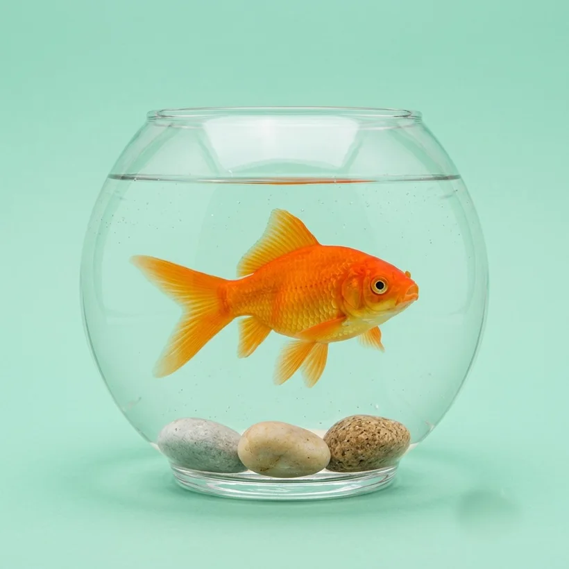Goldfish Bowl