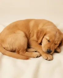 Sleeping Puppy