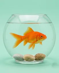 Goldfish Bowl